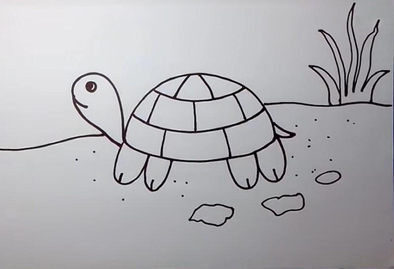Cách vẽ con cái Rùa bước 8